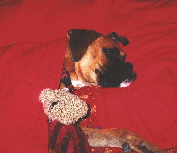 Our Chewy and his teddy bear