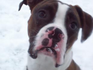 Our first boxer Blaze