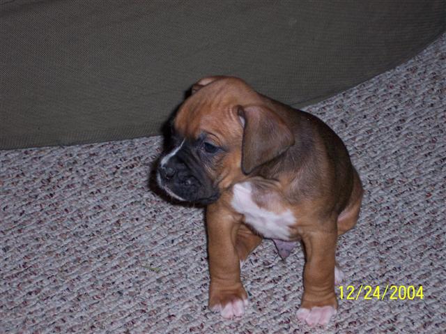 Our first day with Wilson(Christmas Eve)