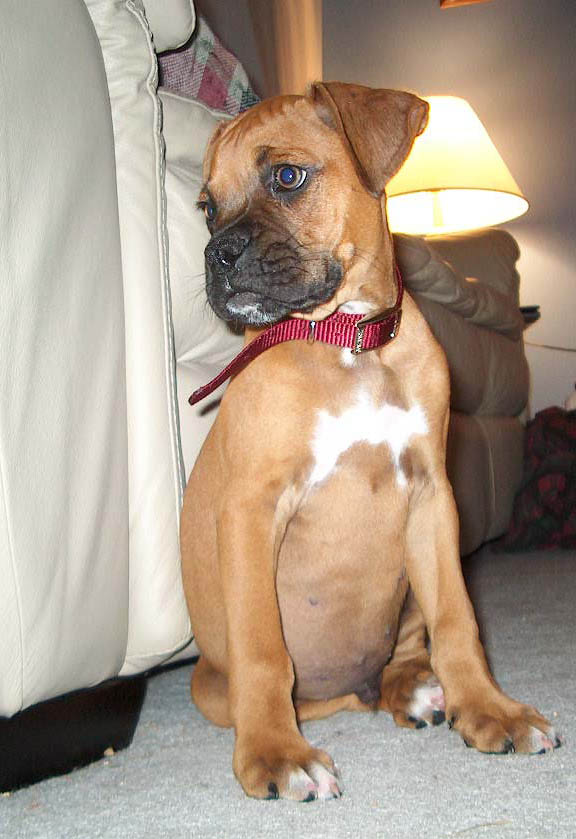Our first night with Bosco