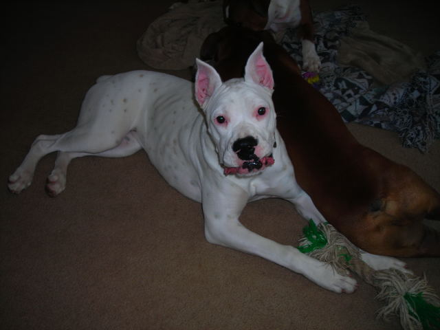Our friend Sassy
