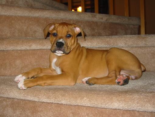 Our gorgeous girl Holly