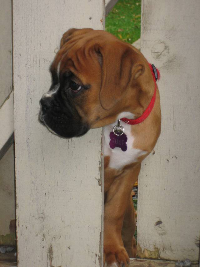 our guard dog