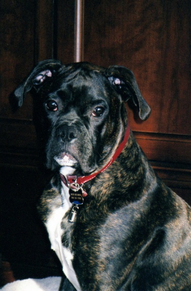 Our handsom Boy Rocco