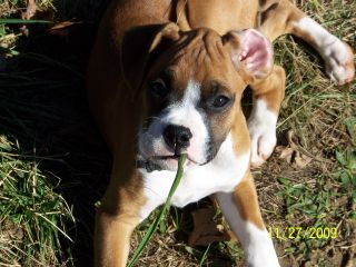 Our Lil girl 12 weeks old