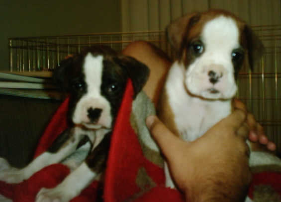 Our little girl and Duke