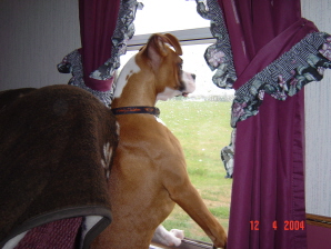 our little guard dog