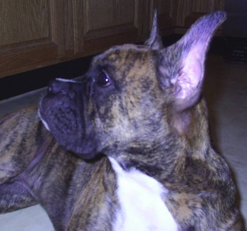 Our little guy at 21 weeks