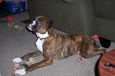 our little hankydoodle!