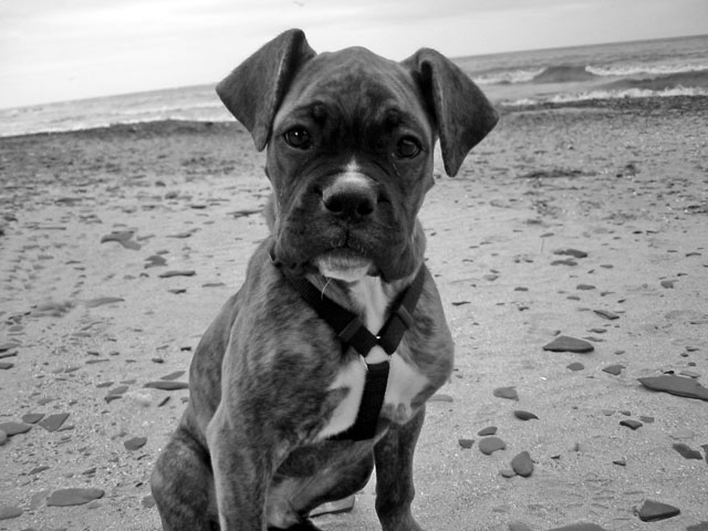 Our "little man," Romeo.