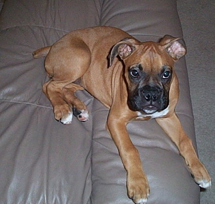Our little Princess Harley