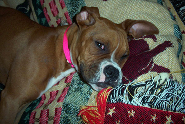 Our new 5 month old boxer girl Bella