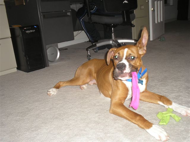 Our new 7 month old, Rocky....