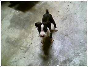 our new addition, cleo!!!