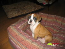 Our new addition