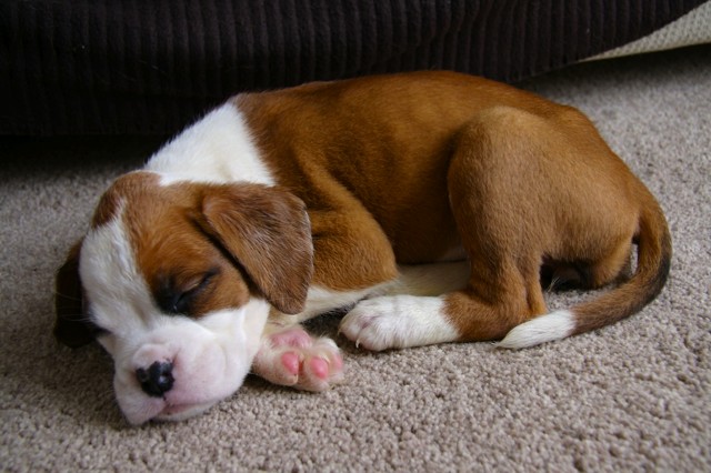 Our New babe Ruby