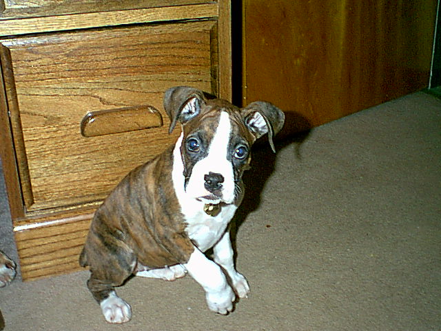 Our new babie Annie