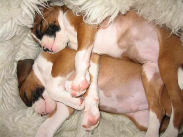 Our New Babies @ 7 weeks