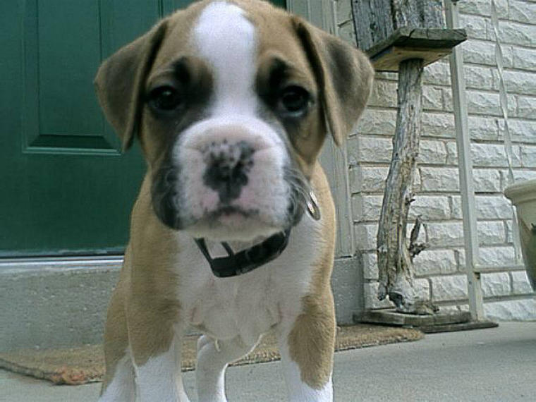 Our new baby 6 weeks old