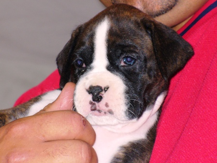 Our new baby girl 5 wks old!
