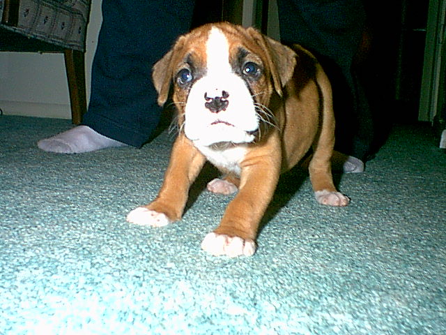 Our new baby Gracie