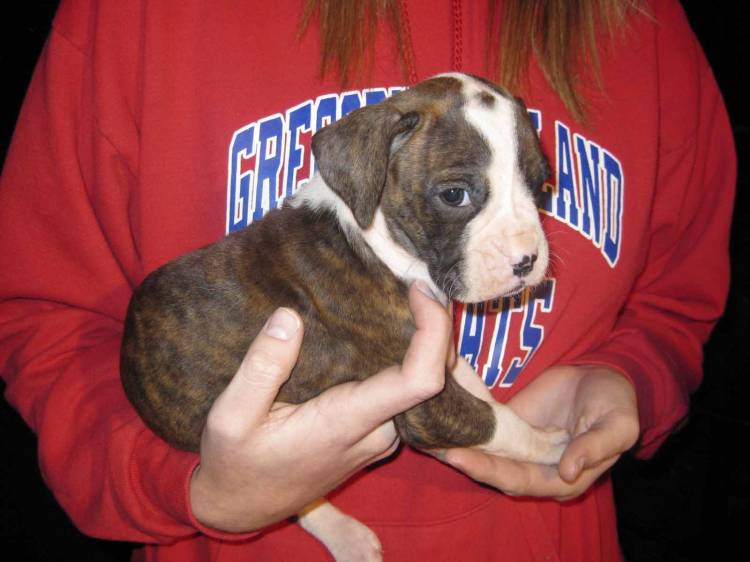 Our new baby Roxy