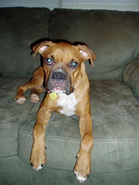 Our new boxer boy!