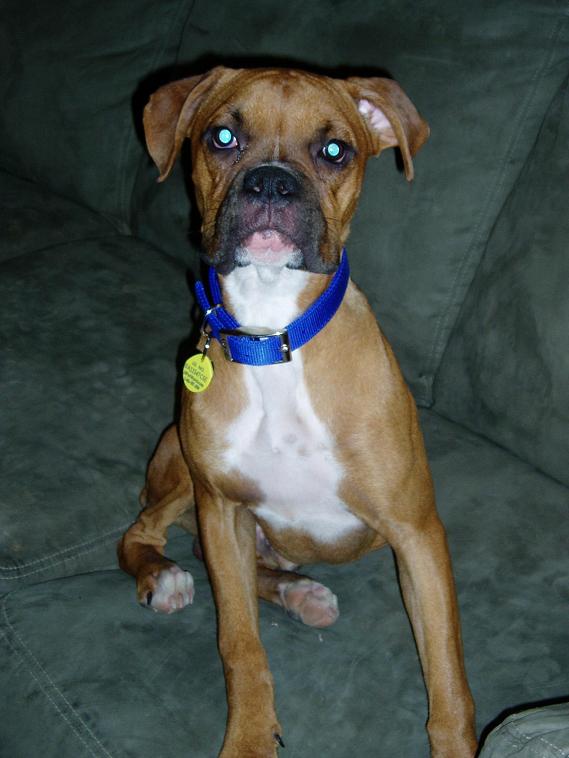 Our new boxer boy!