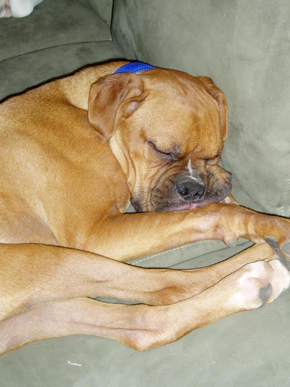 Our new boxer boy!