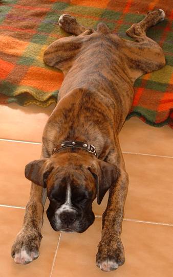 Our new boxer carpet :)