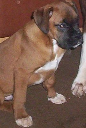Our New Boy