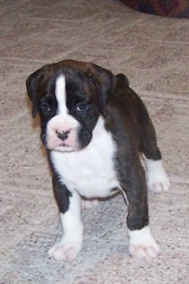 Our new boy