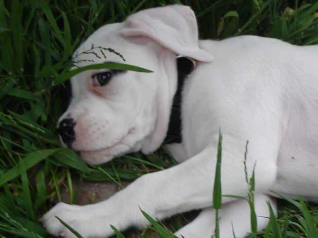 our new "BULLET"
