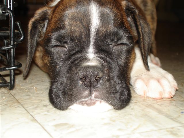 Our new mushy faced baby