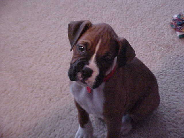 Our new pup at 6 weeks