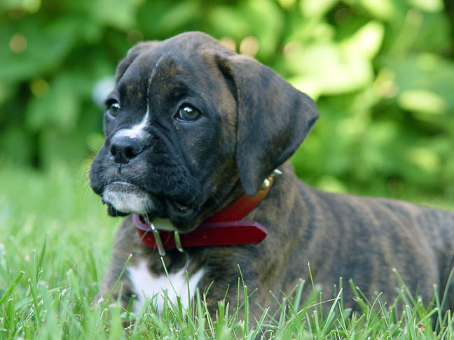Our new pup Kabu