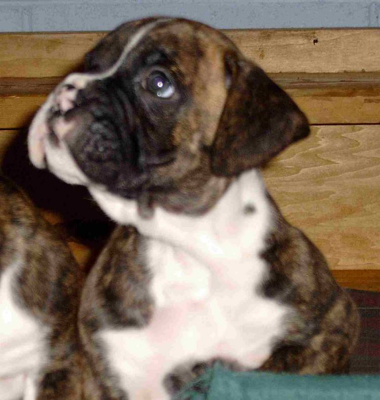 Our new pup