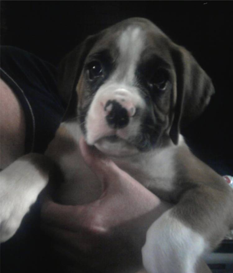 our new pup