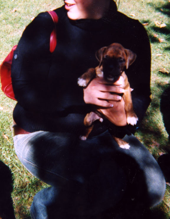 Our New puppy Bella 6 weeks