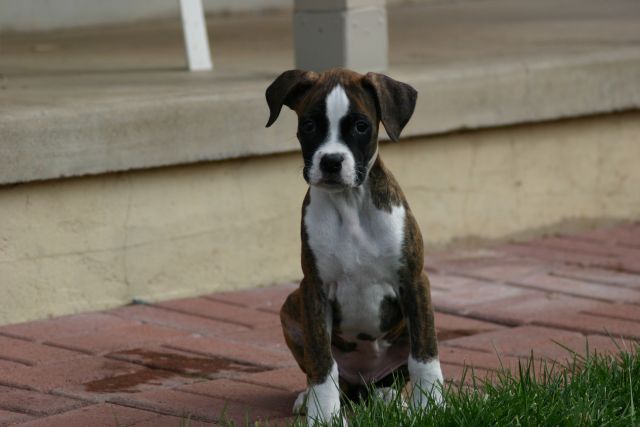 Our New Puppy Belle