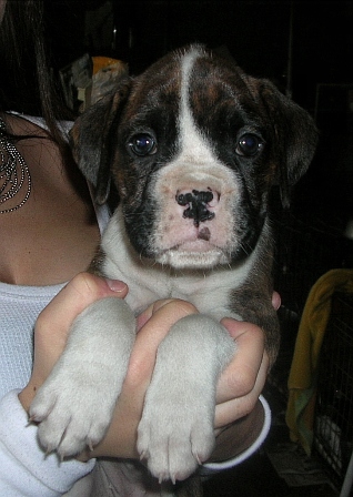 Our New Puppy Leia