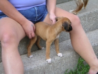 our new puppy