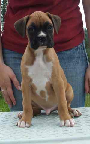 Our new puppy