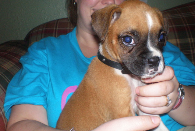 Our new puppy