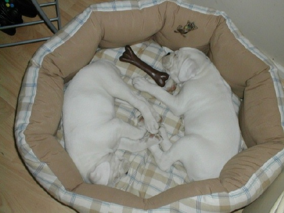 Our new Twins
