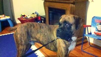 Our newest addition Diesel!