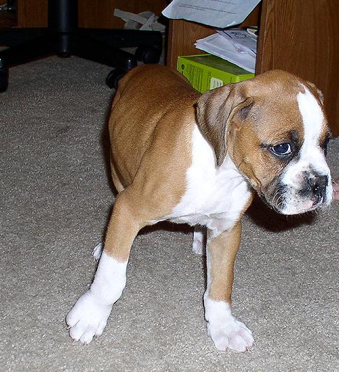 Our newest member, "Roxy"