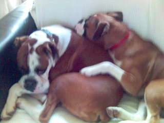 Our Precious Babies!