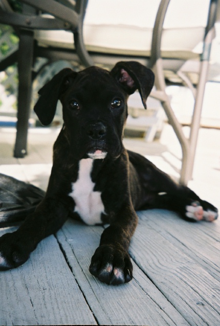Our pup @ 14 weeks