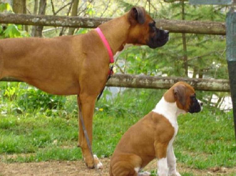 Our Puppies